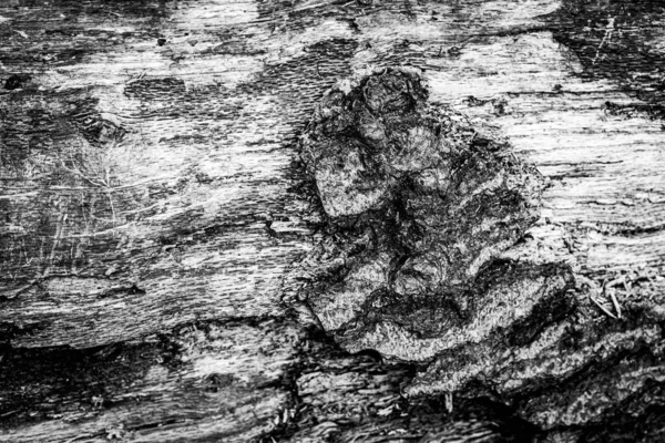 Ein Nahes Bild Eines Abgestorbenen Baumes Das Die Linien Konturen — Stockfoto