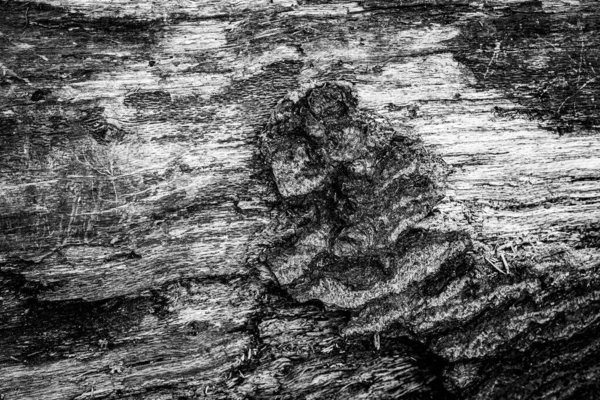 Nära Bild Ett Dött Träd Som Visar Linjer Konturer Och — Stockfoto
