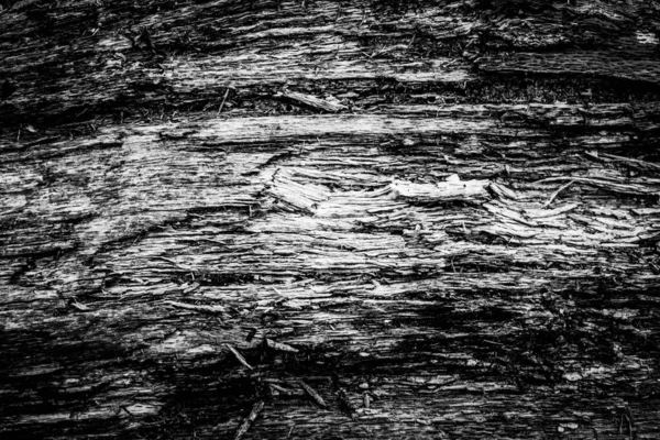 Bliski Obraz Martwego Drzewa Ukazującego Linie Kontury Zmarszczki Czegoś Technicznie — Zdjęcie stockowe