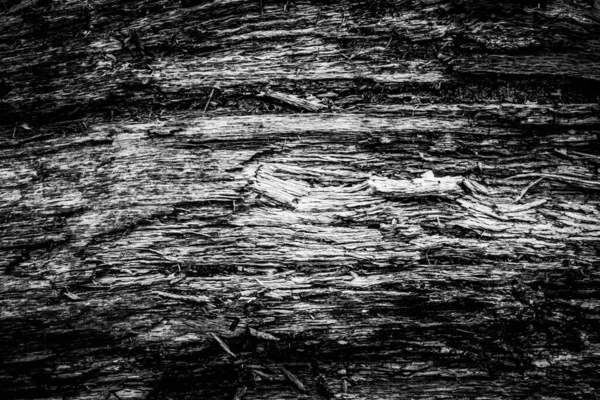 Una Imagen Cercana Árbol Muerto Mostrando Las Líneas Contornos Arrugas — Foto de Stock