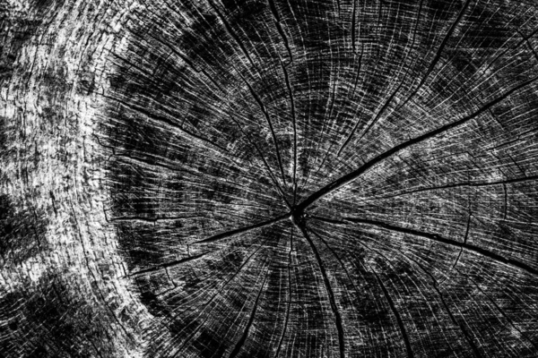 Imagine Apropiată Unui Copac Mort Care Arată Liniile Contururile Ridurile — Fotografie, imagine de stoc
