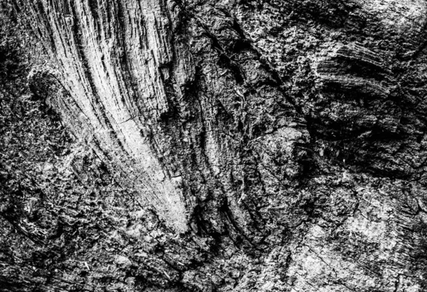 Uma Imagem Próxima Uma Árvore Morta Mostrando Linhas Contornos Rugas — Fotografia de Stock