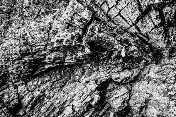 Close Image Dead Tree Showing Lines Contours Wrinkles Something May — Stock Photo, Image