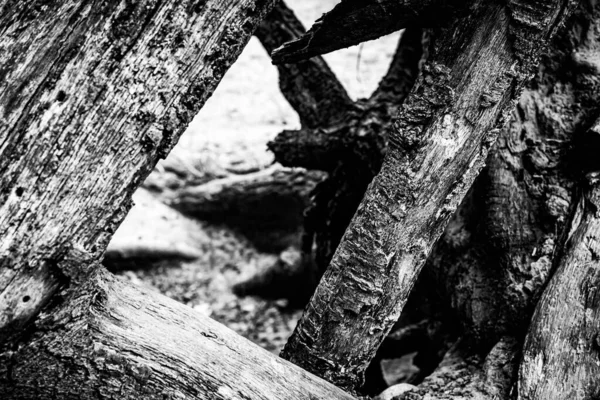 Close Image Dead Tree Showing Lines Contours Wrinkles Something May — Stock Photo, Image