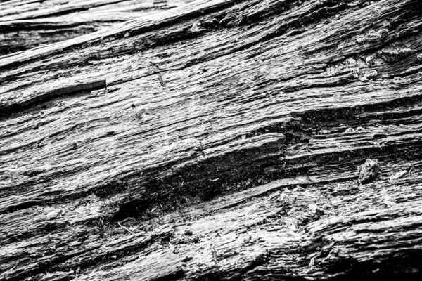 Close Image Dead Tree Showing Lines Contours Wrinkles Something May — Stock Photo, Image