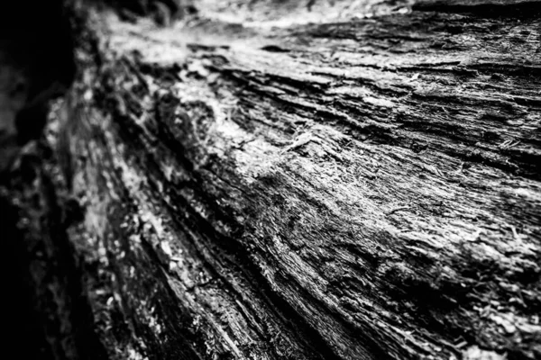 Тесное Изображение Мертвого Дерева Показывающее Линии Контуры Морщины Технически Мертвым — стоковое фото