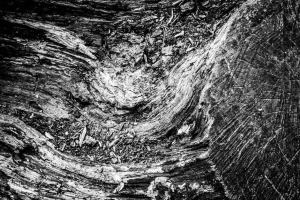 Blízký Obraz Mrtvého Stromu Zobrazující Linie Obrysy Vrásky Něčeho Může — Stock fotografie