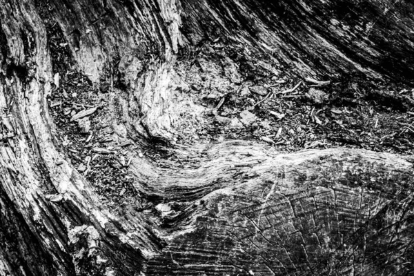 Una Imagen Cercana Árbol Muerto Mostrando Las Líneas Contornos Arrugas — Foto de Stock