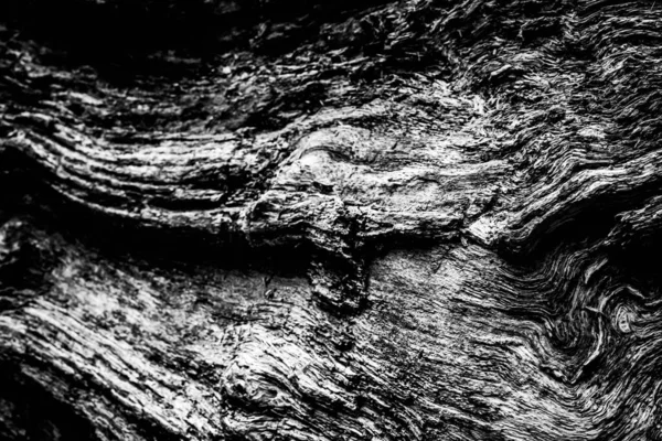 Une Image Rapprochée Arbre Mort Montrant Les Lignes Les Contours — Photo