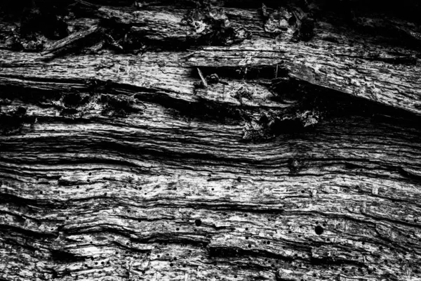 Una Imagen Cercana Árbol Muerto Mostrando Las Líneas Contornos Arrugas —  Fotos de Stock