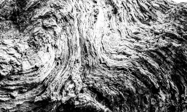 Close Image Dead Tree Showing Lines Contours Wrinkles Something May — Stock Photo, Image