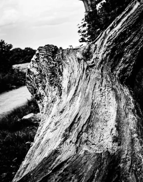 Close Image Dead Tree Showing Lines Contours Wrinkles Something May — Stock Photo, Image