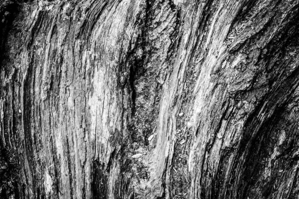 Близьке Зображення Мертвого Дерева Показує Лінії Контури Зморшки Чогось Може — стокове фото