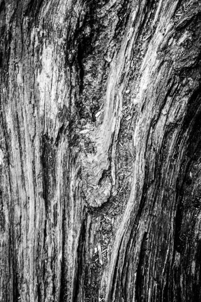 Una Imagen Cercana Árbol Muerto Mostrando Las Líneas Contornos Arrugas — Foto de Stock