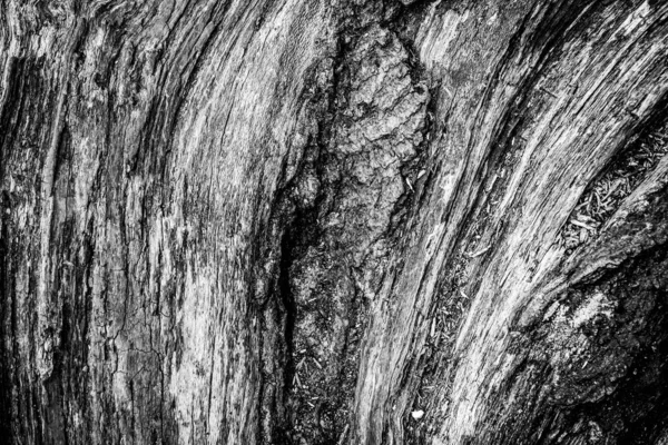 Sebuah Gambar Dekat Pohon Mati Yang Menunjukkan Garis Kontur Dan — Stok Foto