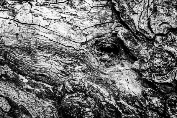 Close Image Dead Tree Showing Lines Contours Wrinkles Something May — Stock Photo, Image