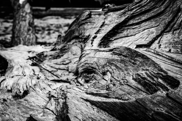 Close Image Dead Tree Showing Lines Contours Wrinkles Something May — Stock Photo, Image