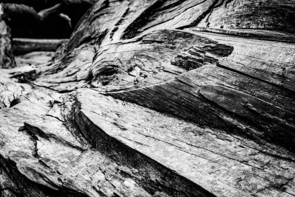 Close Image Dead Tree Showing Lines Contours Wrinkles Something May — Stock Photo, Image