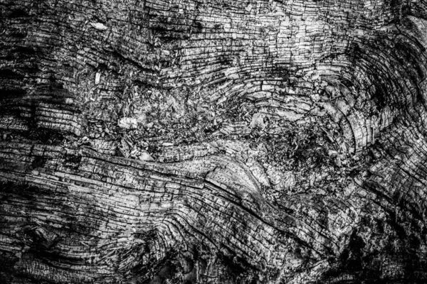 Une Image Rapprochée Arbre Mort Montrant Les Lignes Les Contours — Photo