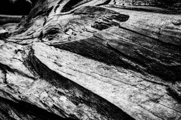 Close Image Dead Tree Showing Lines Contours Wrinkles Something May — Stock Photo, Image