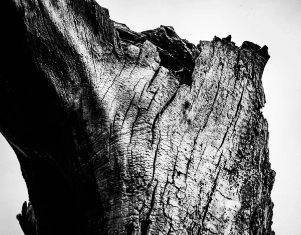 Close Image Dead Tree Showing Lines Contours Wrinkles Something May — Stock Photo, Image