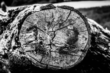 Ölü bir ağacın yakın görüntüsü, çizgileri, hatları ve kırışıklıkları gösteriyor. Teknik olarak ölü olabilir ama hala çok canlı görünüyor..