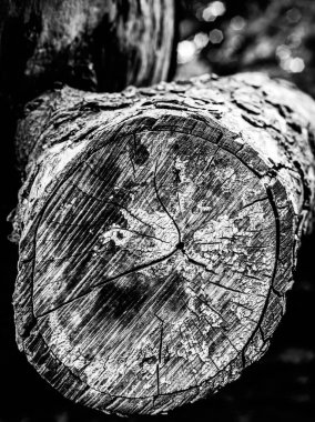 Ölü bir ağacın yakın görüntüsü, çizgileri, hatları ve kırışıklıkları gösteriyor. Teknik olarak ölü olabilir ama hala çok canlı görünüyor..