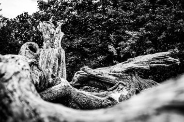 Ölü bir ağacın yakın görüntüsü, çizgileri, hatları ve kırışıklıkları gösteriyor. Teknik olarak ölü olabilir ama hala çok canlı görünüyor..