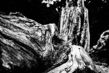 Ölü bir ağacın yakın görüntüsü, çizgileri, hatları ve kırışıklıkları gösteriyor. Teknik olarak ölü olabilir ama hala çok canlı görünüyor..