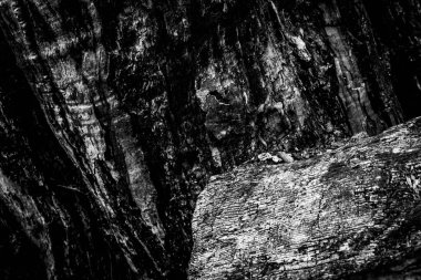 Ölü bir ağacın yakın görüntüsü, çizgileri, hatları ve kırışıklıkları gösteriyor. Teknik olarak ölü olabilir ama hala çok canlı görünüyor..