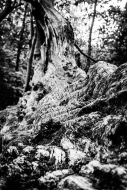 Ölü bir ağacın yakın görüntüsü, çizgileri, hatları ve kırışıklıkları gösteriyor. Teknik olarak ölü olabilir ama hala çok canlı görünüyor..