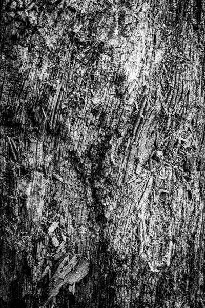 技術的に死んでいるかもしれない何かの線 しわを示す枯れ木の近いイメージが まだ非常に生きているように見えます — ストック写真