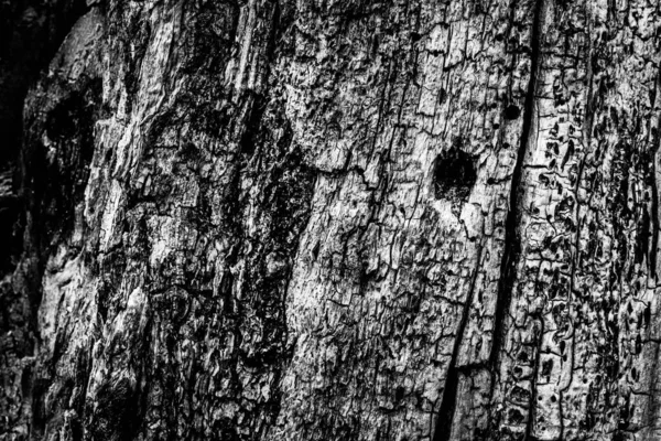 Close Image Dead Tree Showing Lines Contours Wrinkles Something May — Stock Photo, Image