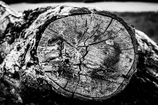 Μια Κοντινή Εικόνα Ενός Νεκρού Δέντρου Που Δείχνει Τις Γραμμές — Φωτογραφία Αρχείου