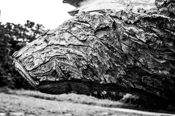 Close Image Dead Tree Showing Lines Contours Wrinkles Something May — Stock Photo, Image