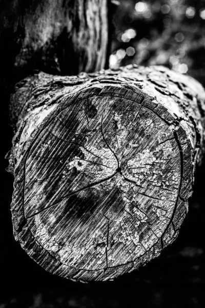 Close Image Dead Tree Showing Lines Contours Wrinkles Something May — Stock Photo, Image