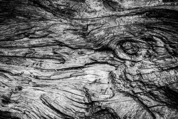 Ein Nahes Bild Eines Abgestorbenen Baumes Das Die Linien Konturen — Stockfoto