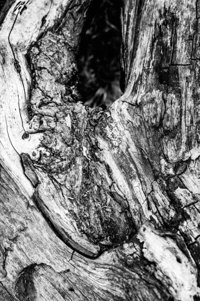 技術的に死んでいるかもしれない何かの線 しわを示す枯れ木の近いイメージが まだ非常に生きているように見えます — ストック写真