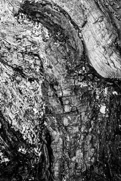 Una Imagen Cercana Árbol Muerto Mostrando Las Líneas Contornos Arrugas — Foto de Stock