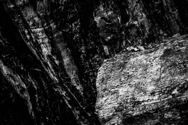 Ölü Bir Ağacın Yakın Görüntüsü Çizgileri Hatları Kırışıklıkları Gösteriyor Teknik — Stok fotoğraf