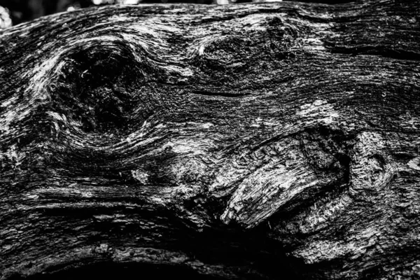 Close Image Dead Tree Showing Lines Contours Wrinkles Something May — Stock Photo, Image