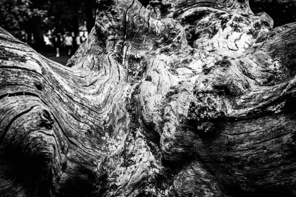 Close Image Dead Tree Showing Lines Contours Wrinkles Something May — Stock Photo, Image