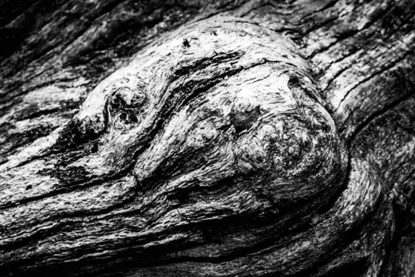 Uma Imagem Próxima Uma Árvore Morta Mostrando Linhas Contornos Rugas — Fotografia de Stock