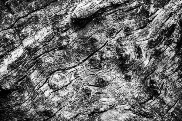 Sebuah Gambar Dekat Pohon Mati Yang Menunjukkan Garis Kontur Dan — Stok Foto