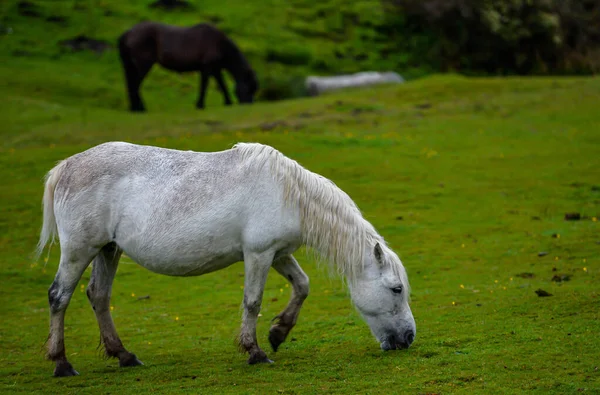 Cavalos Selvagens Parque Nacional Dartmoor — Fotografia de Stock