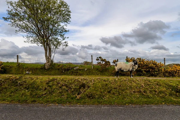 Ovejas Salvajes Pastando Parque Nacional Dartmoor —  Fotos de Stock