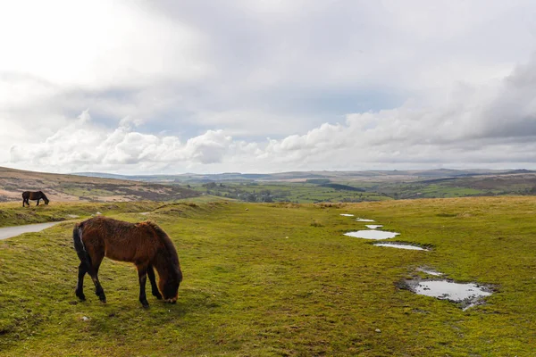 Vilda Hästar Dartmoors Nationalpark — Stockfoto
