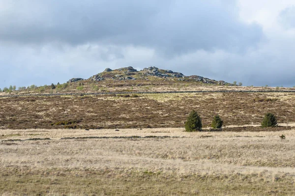 Thor Dans Paysage Sauvage Stérile Parc National Dartmoor Dans Devon — Photo