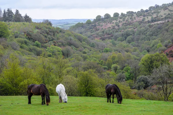 stock image Wild horses in the Dartmoor National Park