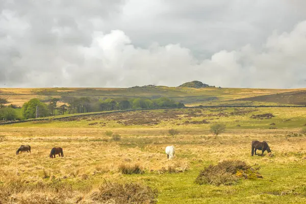 Vilda Hästar Dartmoors Nationalpark — Stockfoto